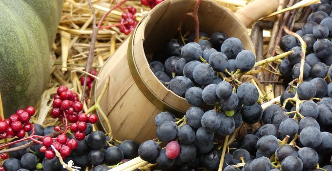 Grapes Wine Harvest Autumn Read