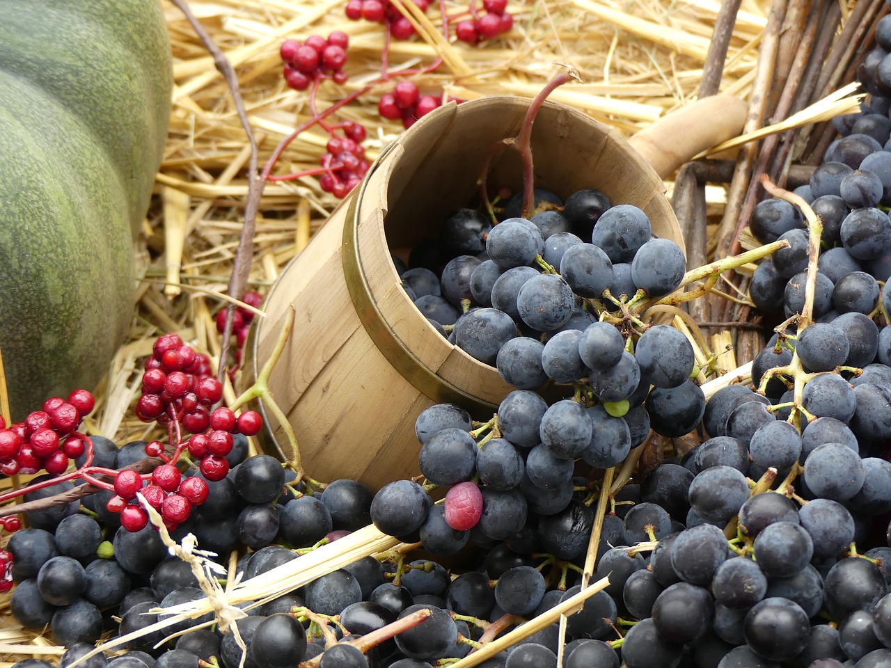 Grapes Wine Harvest Autumn Read 